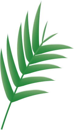 Branch of palm