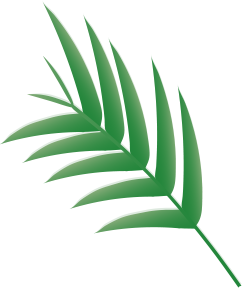 Branch of palm