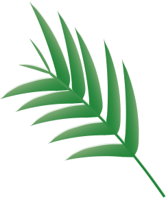 Branch of palm